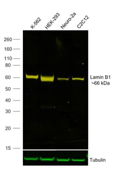 Invitrogen Lamin B1 Recombinant Rabbit Monoclonal Antibody (10H34L18),