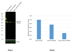 Invitrogen Lamin B1 Recombinant Rabbit Monoclonal Antibody (10H34L18),