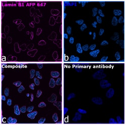 Invitrogen Lamin B1 Recombinant Rabbit Monoclonal Antibody (10H34L18),