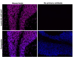 Invitrogen Lamin B1 Recombinant Rabbit Monoclonal Antibody (10H34L18),