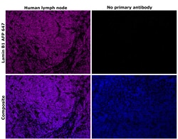 Invitrogen Lamin B1 Recombinant Rabbit Monoclonal Antibody (10H34L18),
