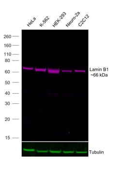 Invitrogen Lamin B1 Recombinant Rabbit Monoclonal Antibody (10H34L18),