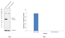 Invitrogen STING Recombinant Rabbit Monoclonal Antibody (2H1L5) 100 &mu;g | Buy Online | Invitrogen&trade; | Fisher Scientific