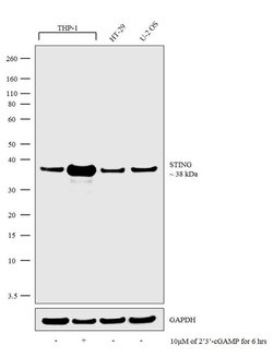 Invitrogen STING Recombinant Rabbit Monoclonal Antibody (2H1L5) 100 &mu;g | Buy Online | Invitrogen&trade; | Fisher Scientific