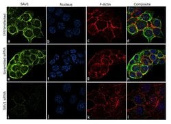 Invitrogen SAV1 Recombinant Rabbit Monoclonal Antibody (6H5L16) 100 &mu;g;