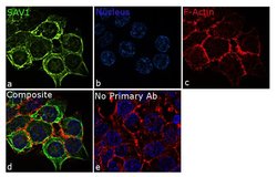 Invitrogen SAV1 Recombinant Rabbit Monoclonal Antibody (6H5L16) 100 &mu;g;