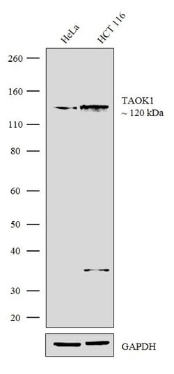 Invitrogen TAOK1 Recombinant Rabbit Monoclonal Antibody (1H3L17) 100 &mu;g;