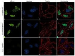 Invitrogen VGLL4 Recombinant Rabbit Monoclonal Antibody (16H12L24) 100