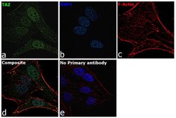 Invitrogen TAZ Recombinant Rabbit Monoclonal Antibody (7H33L24) 100 &mu;g;