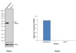 Invitrogen TAZ Recombinant Rabbit Monoclonal Antibody (7H33L24) 100 &mu;g;