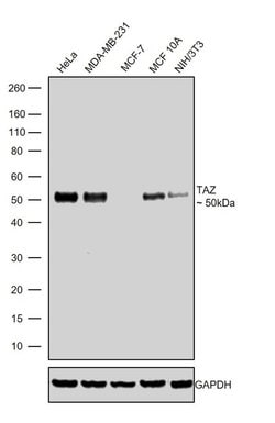 Invitrogen TAZ Recombinant Rabbit Monoclonal Antibody (7H33L24) 100 &mu;g;
