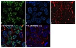 Invitrogen&trade;&nbsp;C17orf96 Recombinant Rabbit Monoclonal Antibody (5H7L8)