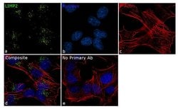 Invitrogen LIMP2 Recombinant Rabbit Monoclonal Antibody (22H6L14) 100 &mu;g;