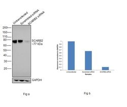 Invitrogen LIMP2 Recombinant Rabbit Monoclonal Antibody (22H6L14) 100 &mu;g;