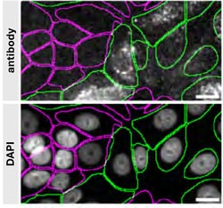 Invitrogen LIMP2 Recombinant Rabbit Monoclonal Antibody (22H6L14) 100 &mu;g | Buy Online | Invitrogen&trade; | Fisher Scientific