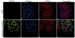 Invitrogen&trade;&nbsp;SOX17 Recombinant Rabbit Monoclonal Antibody (6H42L1)