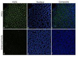 FGF4 Recombinant Rabbit Monoclonal Antibody (2H7L18):Antibodies, Recombinant