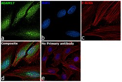 Invitrogen ADAM17 Recombinant Rabbit Monoclonal Antibody (3H46L1) 100 &mu;g;