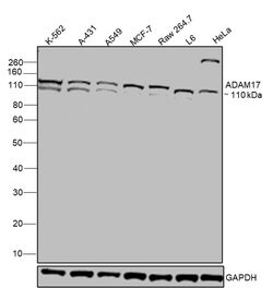 Invitrogen ADAM17 Recombinant Rabbit Monoclonal Antibody (3H46L1) 100 &mu;g;
