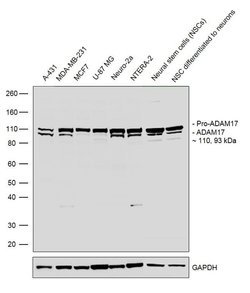 Invitrogen ADAM17 Recombinant Rabbit Monoclonal Antibody (3H46L1) 100 &mu;g;