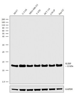 Invitrogen SLIRP Recombinant Rabbit Monoclonal Antibody (3H18L4) 100 &mu;g;