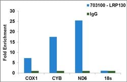 LRP130 Recombinant Rabbit Monoclonal Antibody (1H19L11):Antibodies, Recombinant