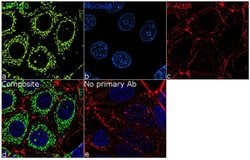 LRP130 Recombinant Rabbit Monoclonal Antibody (1H19L11):Antibodies, Recombinant