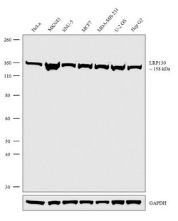 LRP130 Recombinant Rabbit Monoclonal Antibody (1H19L11):Antibodies, Recombinant