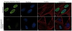 Invitrogen&trade;&nbsp;Phospho-RNA pol II CTD (Ser2) Recombinant Rabbit Monoclonal Antibody (7H23L1)