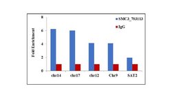 Invitrogen SMC3 Recombinant Rabbit Monoclonal Antibody (2H3L10) 100 &mu;g;