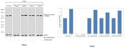 Invitrogen Phospho-Rb (Thr826) Recombinant Rabbit Monoclonal Antibody (17H6L55)
