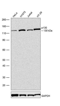 Invitrogen p130 Recombinant Rabbit Monoclonal Antibody (7H2L13) 100 &mu;g;