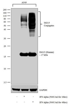 Invitrogen ISG15 Recombinant Rabbit Monoclonal Antibody (7H29L24) 100 &mu;g | Buy Online | Invitrogen&trade; | Fisher Scientific