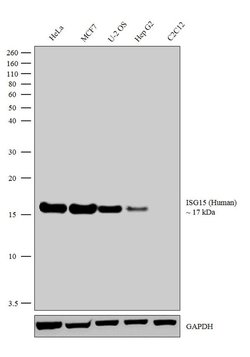 Invitrogen ISG15 Recombinant Rabbit Monoclonal Antibody (7H29L24) 100 &mu;g | Buy Online | Invitrogen&trade; | Fisher Scientific