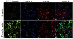 Invitrogen&trade;&nbsp;ISG15 Recombinant Rabbit Monoclonal Antibody (1H9L21)