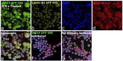 Invitrogen&trade;&nbsp;ISG15 Recombinant Rabbit Monoclonal Antibody (1H9L21), Alexa Fluor&trade; Plus 488