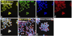 Invitrogen&trade;&nbsp;ISG15 Recombinant Rabbit Monoclonal Antibody (1H9L21), Alexa Fluor&trade; Plus 555