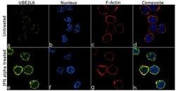 Invitrogen&trade;&nbsp;UBE2L6 Recombinant Rabbit Monoclonal Antibody (6H8L5)