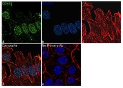 Invitrogen&trade;&nbsp;DDX41 Recombinant Rabbit Monoclonal Antibody (17H29L42)