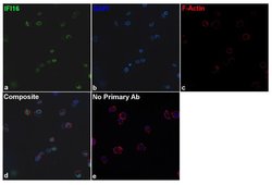 Invitrogen IFI16 Recombinant Rabbit Monoclonal Antibody (8H37L1) 100 &mu;g;