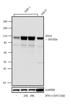 Invitrogen IFI16 Recombinant Rabbit Monoclonal Antibody (8H37L1) 100 &mu;g;