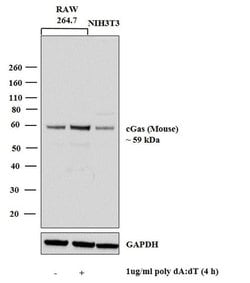 Invitrogen cGAS Recombinant Rabbit Monoclonal Antibody (10H1L5) 100 &mu;g;
