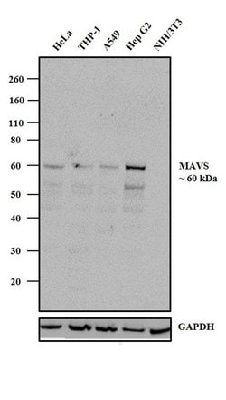 Invitrogen MAVS Recombinant Rabbit Monoclonal Antibody (20H41L5) 100 &mu;g;
