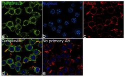 Invitrogen TNFAIP8L2 Recombinant Rabbit Monoclonal Antibody (19H35L22)