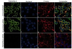 Invitrogen TNFAIP8L2 Recombinant Rabbit Monoclonal Antibody (19H35L22)