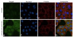 Invitrogen ZBP1 Recombinant Rabbit Monoclonal Antibody (5H15L56) 100 &mu;g;