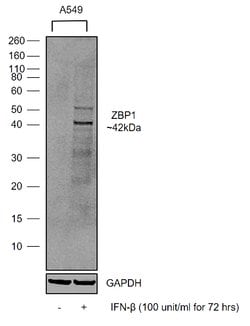 Invitrogen ZBP1 Recombinant Rabbit Monoclonal Antibody (5H15L56) 100 &mu;g;