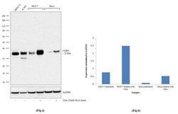 Invitrogen ULBP1 Recombinant Rabbit Monoclonal Antibody (4H27L8) 100 &mu;g;