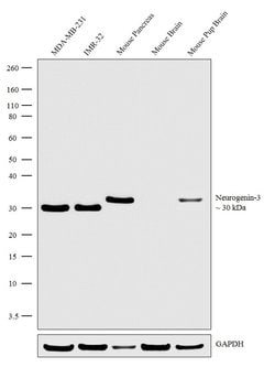 Invitrogen NeuroG3 Recombinant Rabbit Monoclonal Antibody (10H35L14) 100