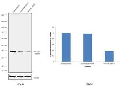 MAT2B Recombinant Rabbit Monoclonal Antibody (16H3L1):Antibodies, Recombinant
